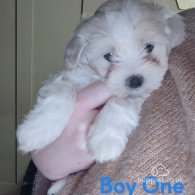 Maltipoo - Both