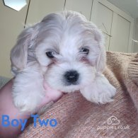 Maltipoo - Both