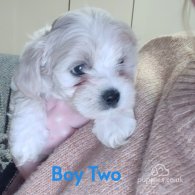 Maltipoo - Both