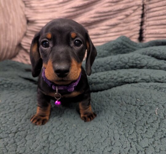 Dachshund (Standard &amp; Miniature)