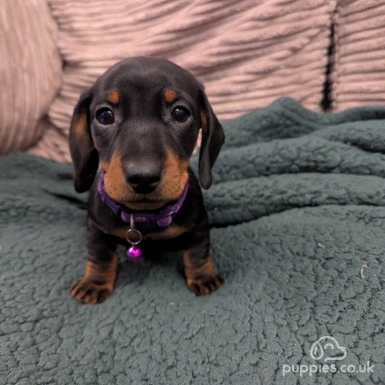 Dachshund (Standard &amp; Miniature) - Both