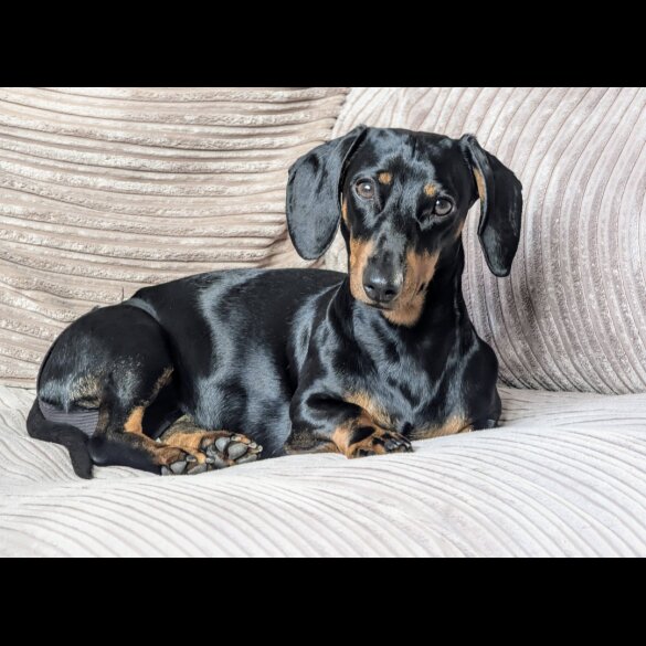 Dachshund (Standard &amp; Miniature) - Both