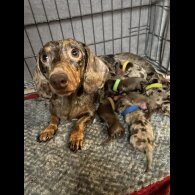 Dachshund (Standard &amp; Miniature) - Both