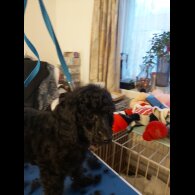 Miniature Poodle - Both