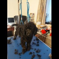 Miniature Poodle - Both