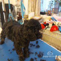 Miniature Poodle - Both