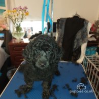 Miniature Poodle - Both