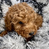 Miniature Poodle - Both