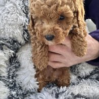 Miniature Poodle - Both