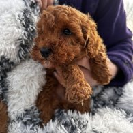 Miniature Poodle - Both