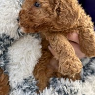 Miniature Poodle - Both