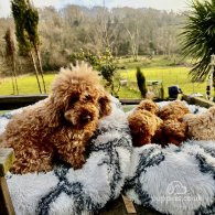 Miniature Poodle - Both