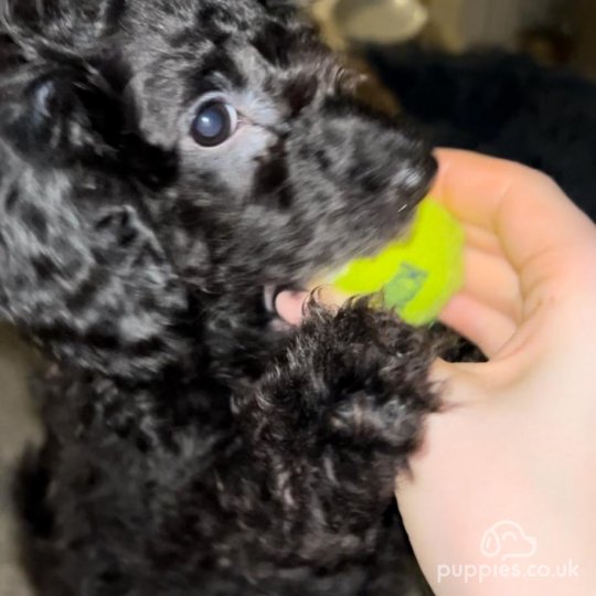 Miniature Poodle - Both