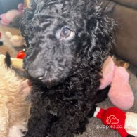 Miniature Poodle - Both