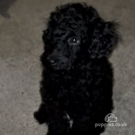 Miniature Poodle - Both