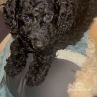 Miniature Poodle - Both