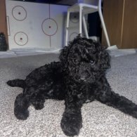 Miniature Poodle - Both