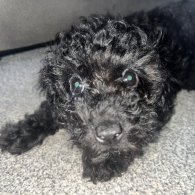 Miniature Poodle - Both