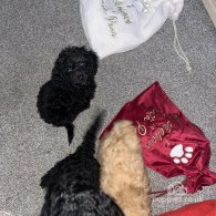 Miniature Poodle - Both