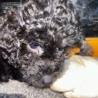 Miniature Poodle - Both