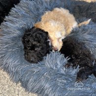 Miniature Poodle - Both