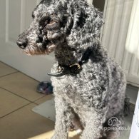 Miniature Poodle - Both