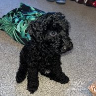 Miniature Poodle - Both