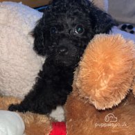 Miniature Poodle - Both