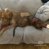 Mixed Breed - Both