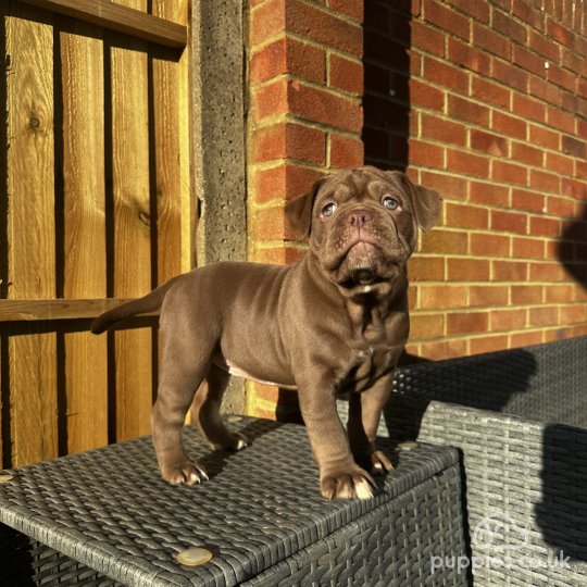 Dorset Olde Tyme Bulldogge - Both