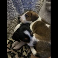 Parson Russell Terrier - Both