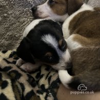 Parson Russell Terrier - Both