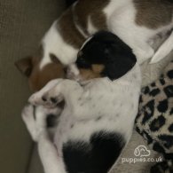 Parson Russell Terrier - Both