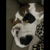 Parson Russell Terrier - Both