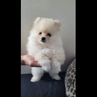 Pomeranian - Both