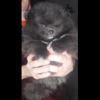 Pomeranian - Both