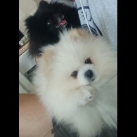 Pomeranian - Both