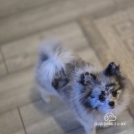 Pomeranian - Both