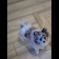 Pomeranian - Both