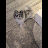 Pomeranian - Both