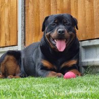 Rottweiler - Both