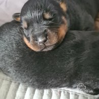 Rottweiler - Both