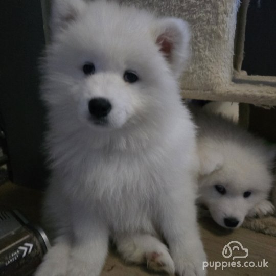 Samoyed - Both