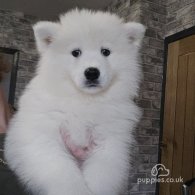 Samoyed - Both