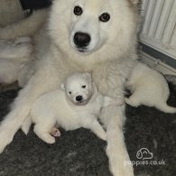 Samoyed - Both