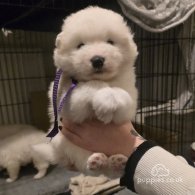 Samoyed - Dogs