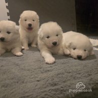 Samoyed - Dogs