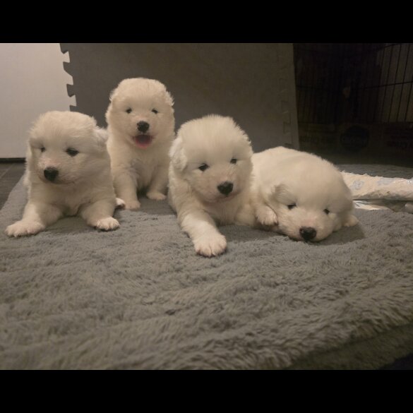 Samoyed - Dogs