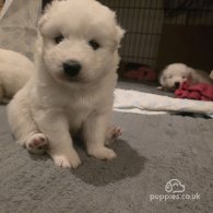 Samoyed - Dogs