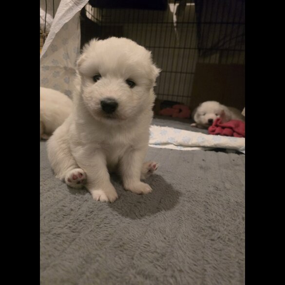 Samoyed - Dogs